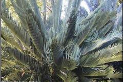 g-img_069_middleburgensis_new_leaves