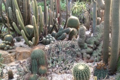 g-img_130_cactus_garden_4