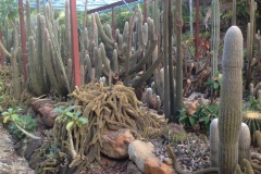 g-img_131_cactus_garden_5