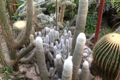 g-img_135_cactus_garden_7