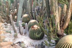 g-img_140_cactus_garden_9