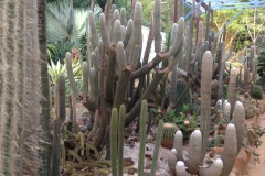 g-img_141_cactus_garden_8