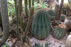 g-img_142_cactus_garden_10