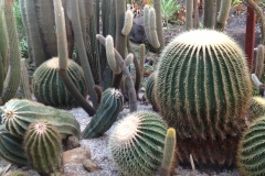 g-img_144_cactus_garden_12
