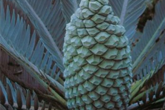 ENCEPHALARTOS HIRSUTUS
